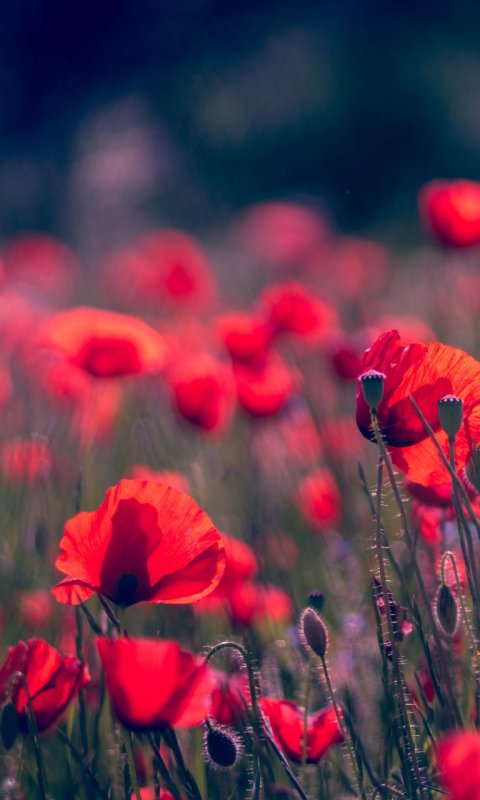 Красивый фон с маками