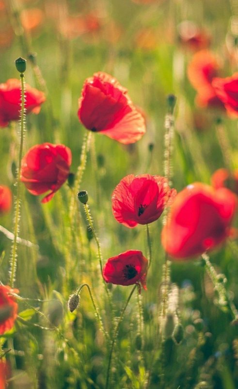 Летние цветы маки