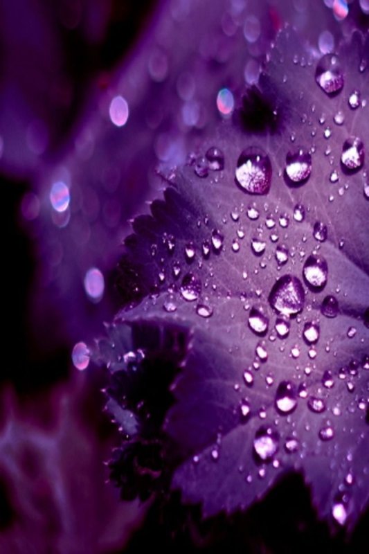 Красивые фиолетовые цветы