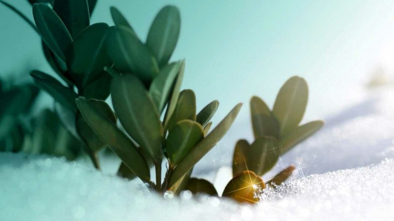 Зимние растения