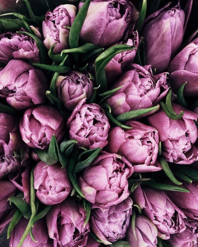 Тюльпан пурпле пион