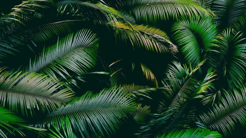 Пальмовые листья фон