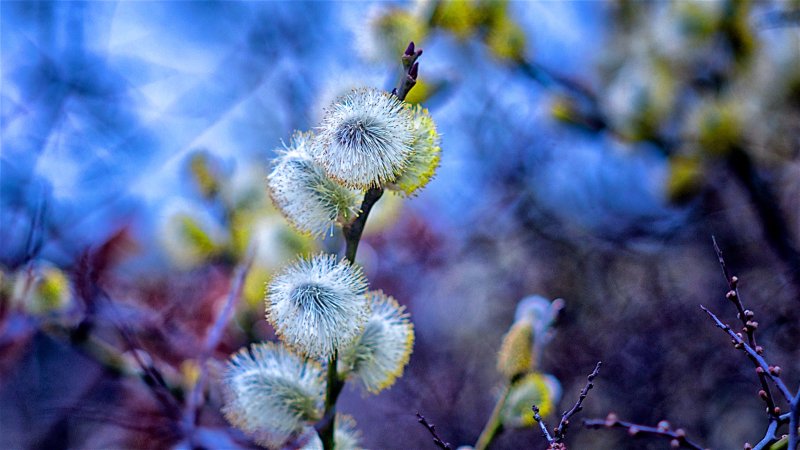 Верба растение