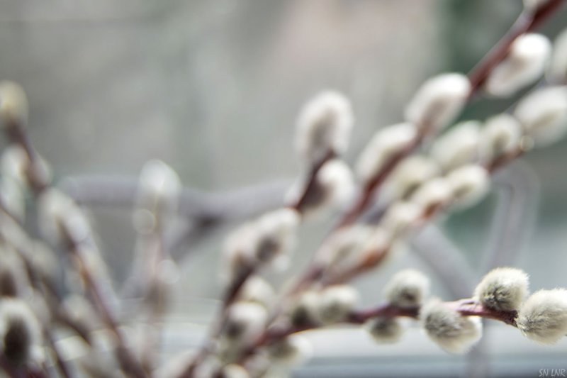 Фотосессия с вербой