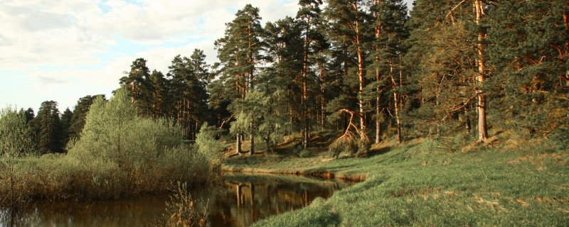 Лесное озеро Торжок