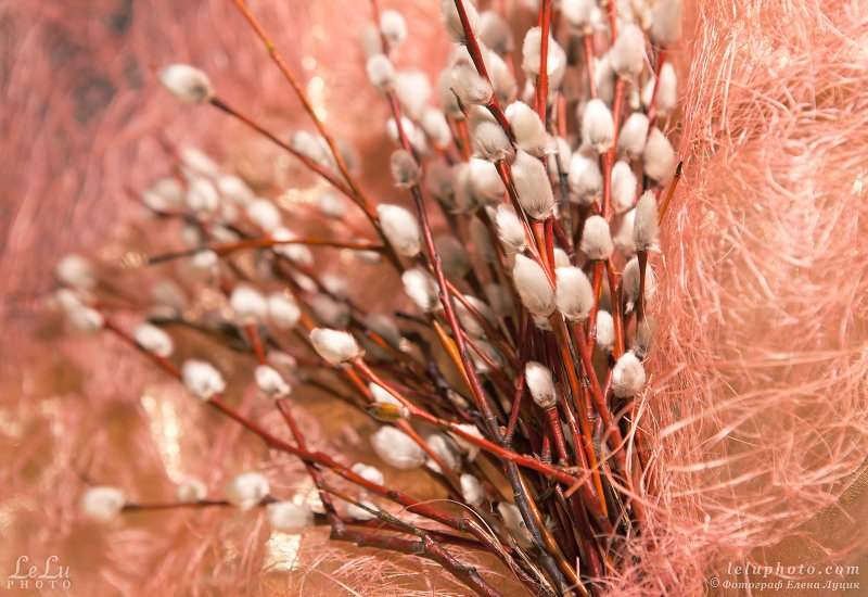 Весна Верба