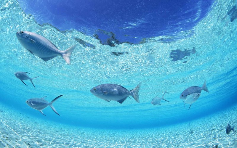 Рыбки в море