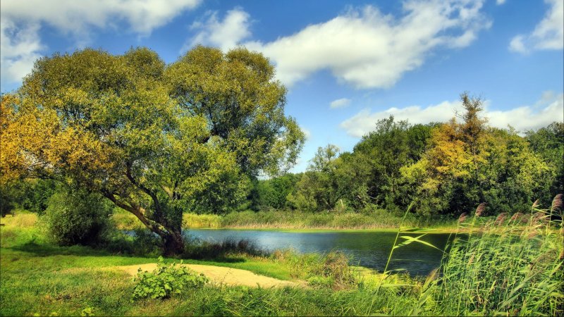"дерево на берегу реки"