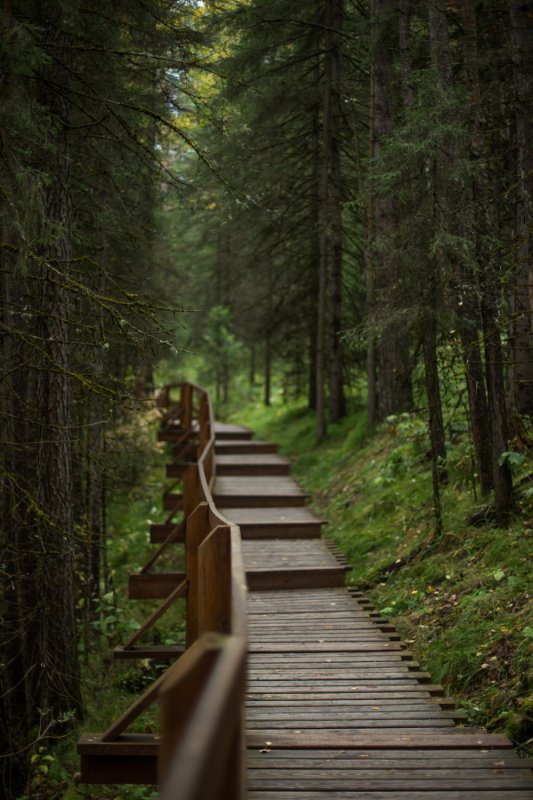 Лес Колорадо лестница с привидениями