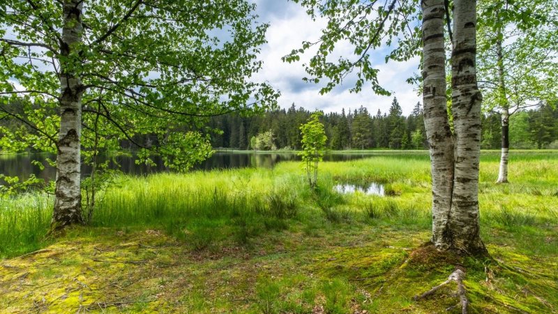 Березовая роща с озером