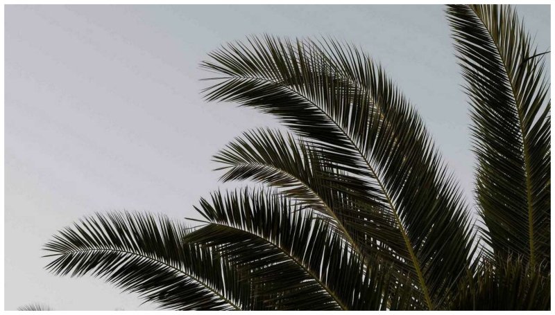 Ветка финиковой пальмы