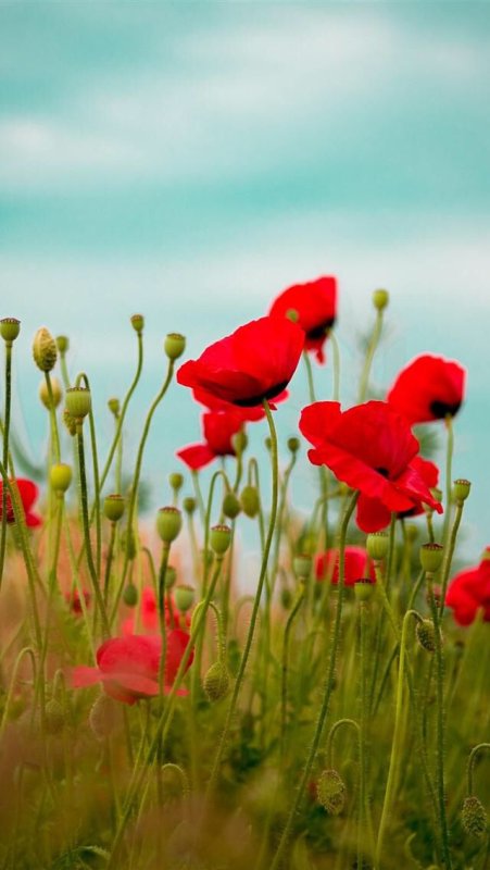 Поле цветов