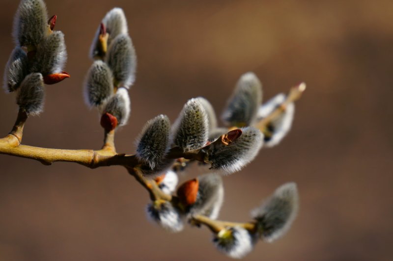 Верба цветет