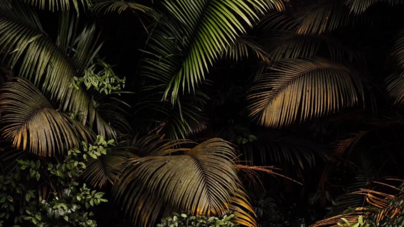 Лист пальмы