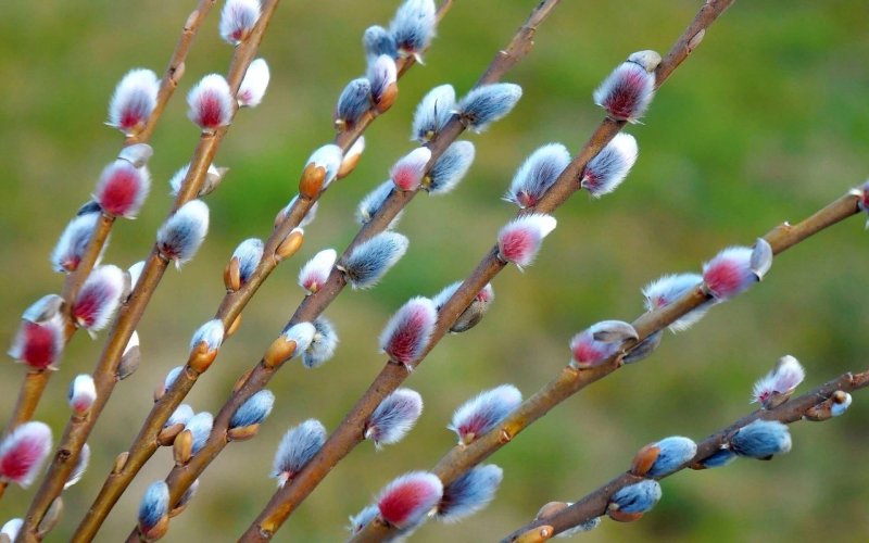 Ива волчниковая Верба