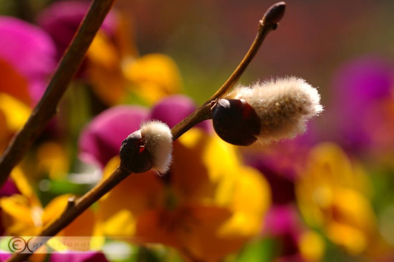 Весна Верба