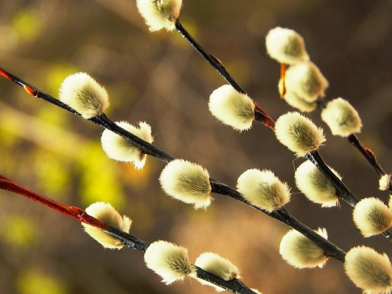 Верба на Вербное воскресенье