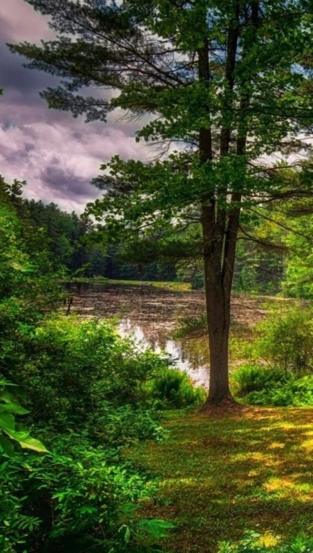 Лето в лесу