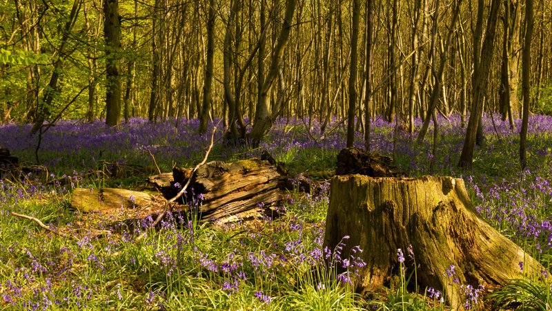 Сказочный весенний лес