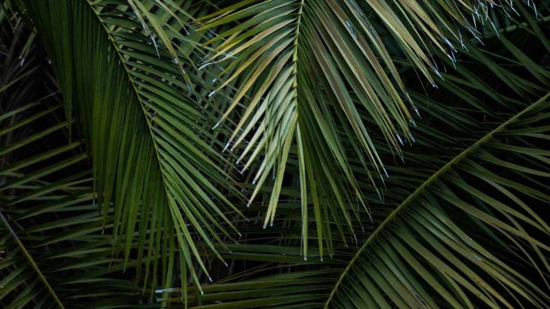 Тропические листья