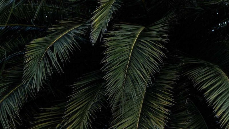 Темные листья пальмы