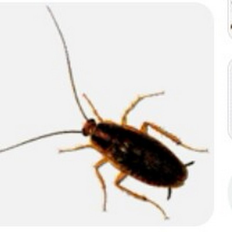 Тараканы бегают