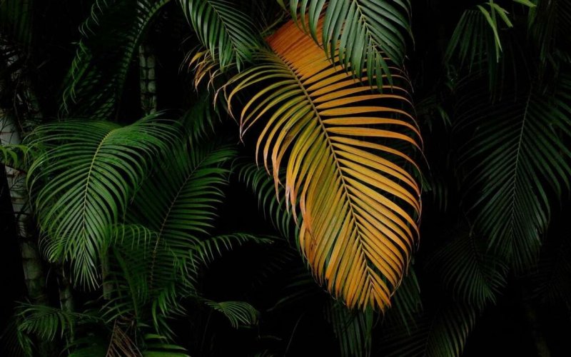 Аффреско пальмовые листья