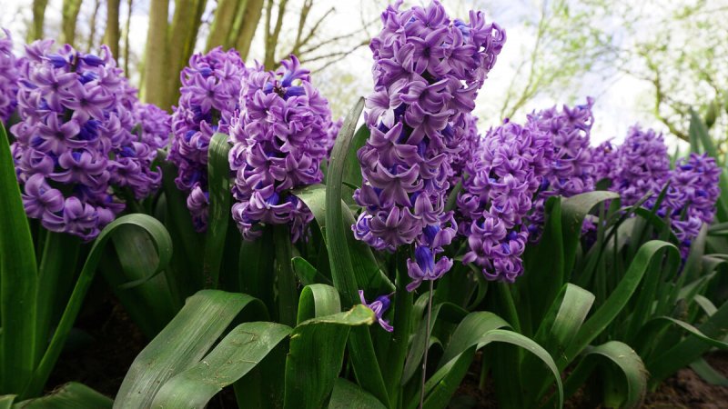 Весенние цветы луковичные гиацинт