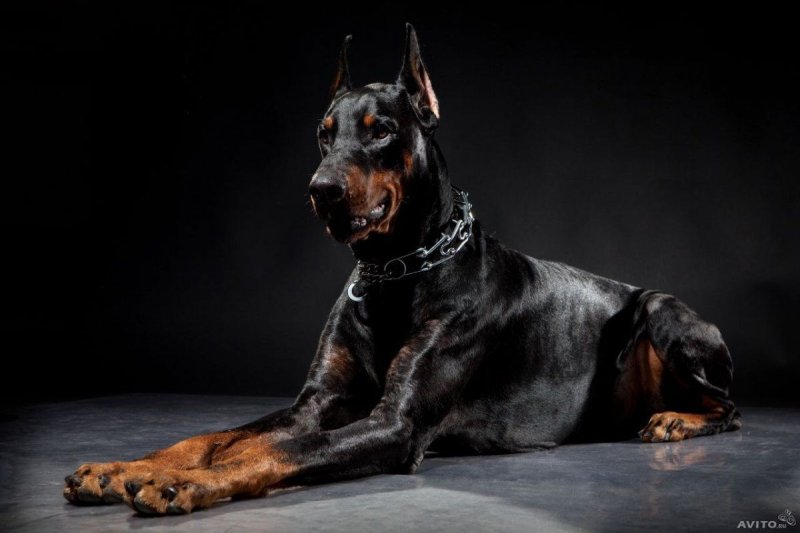 Бойцовские собаки Доберман