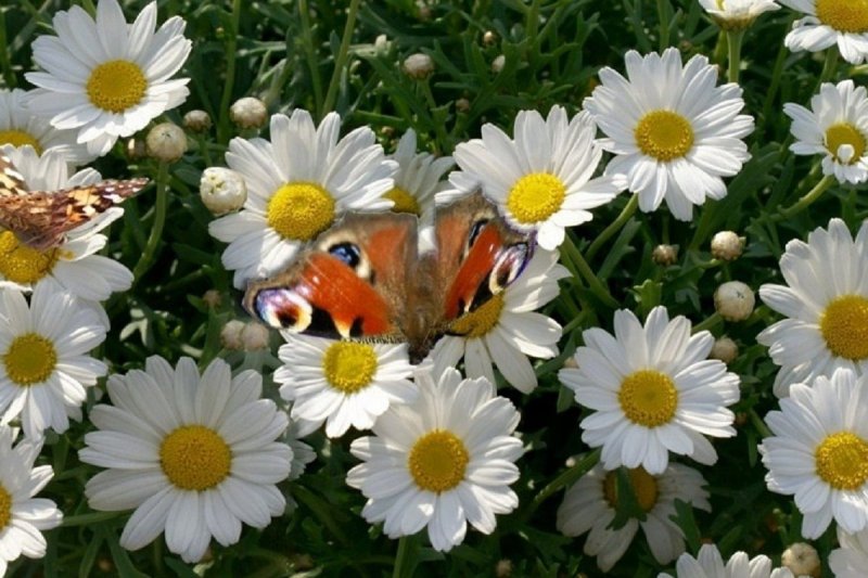 Ромашка цветы