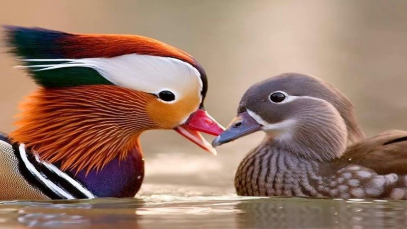 Уточки-мандаринки 2