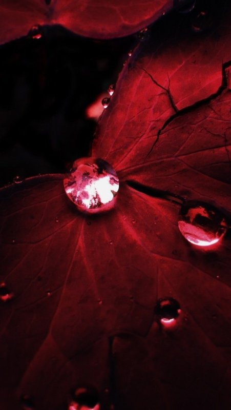 Темно бордовый