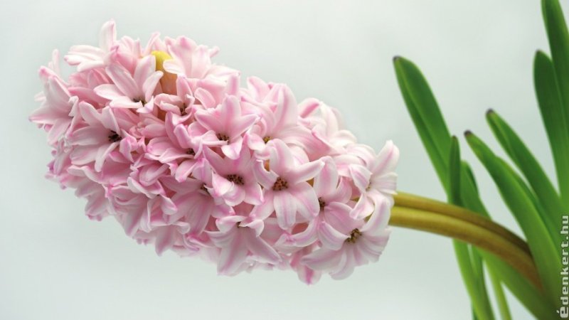 Гиацинт Чайна Пинк