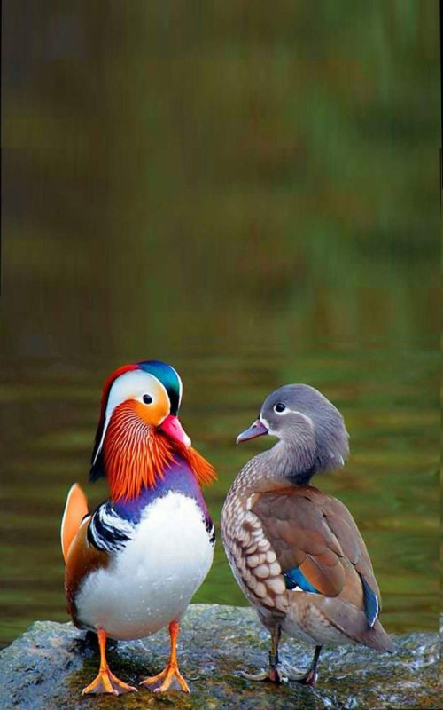 Утка мандармандаринка