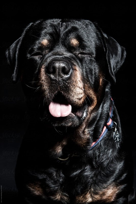 Собака ротвейлер