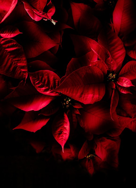 Красные обои