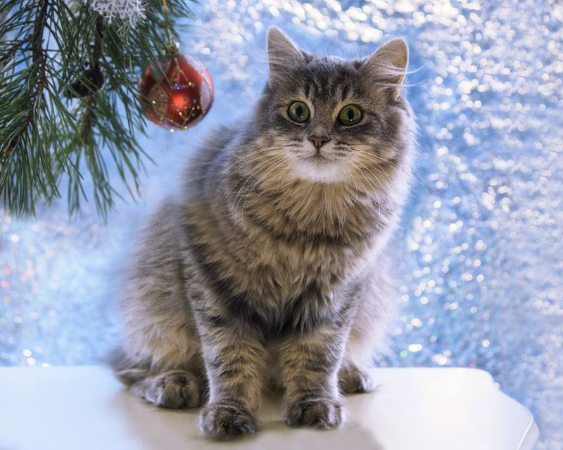 Кот новый год