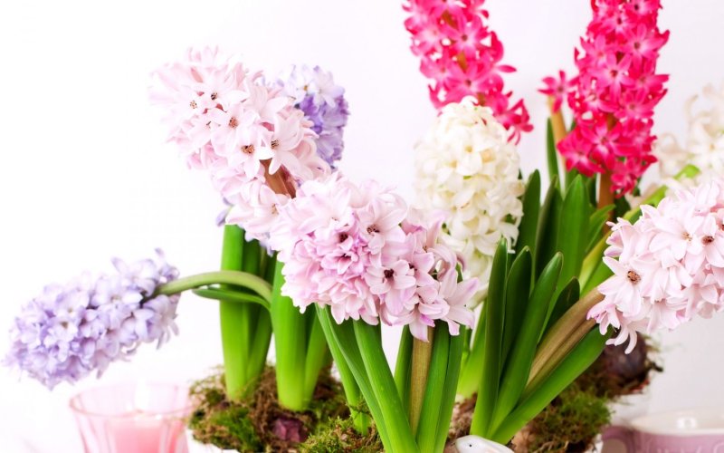 Весенние цветы гиацинты