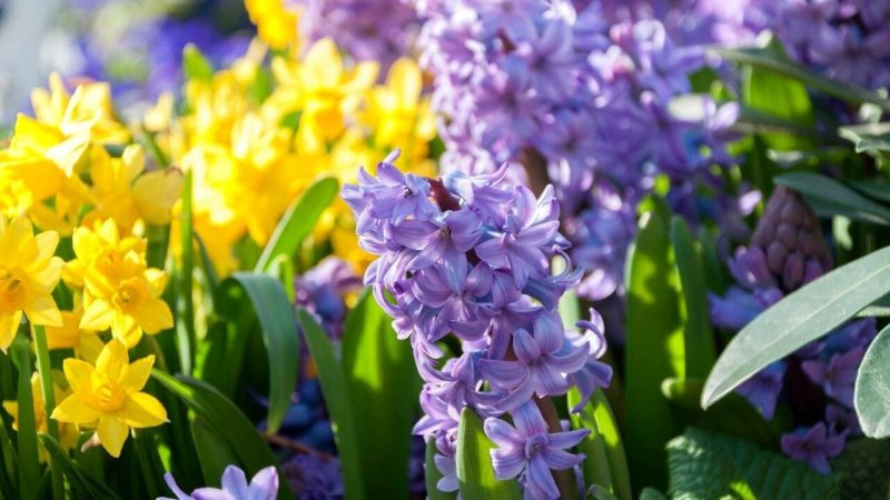 Гиацинтовые нарциссы