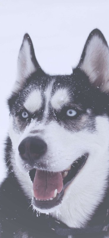 Хаски морда