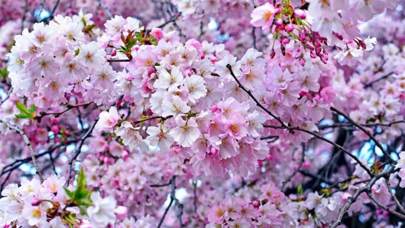 Сакура яблоня вишня