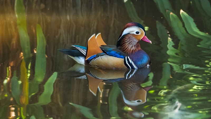 Китайская утка Мандаринка