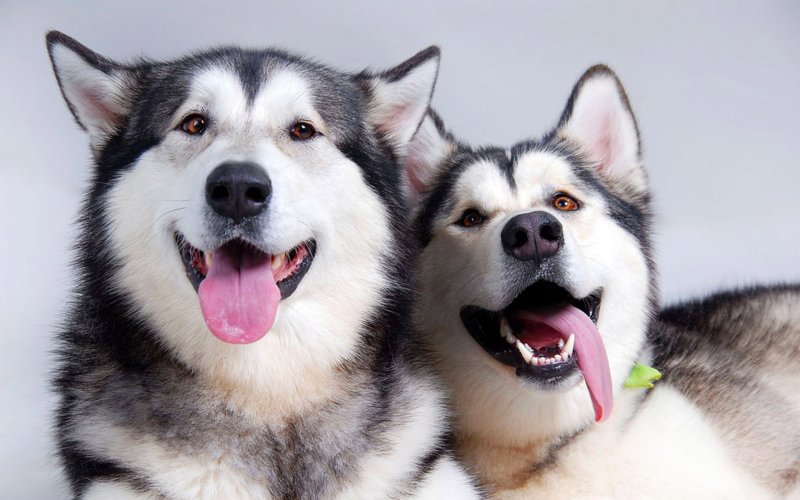 Маламут и хаски