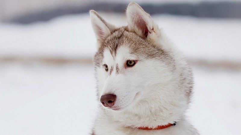 Эскимосская хаски