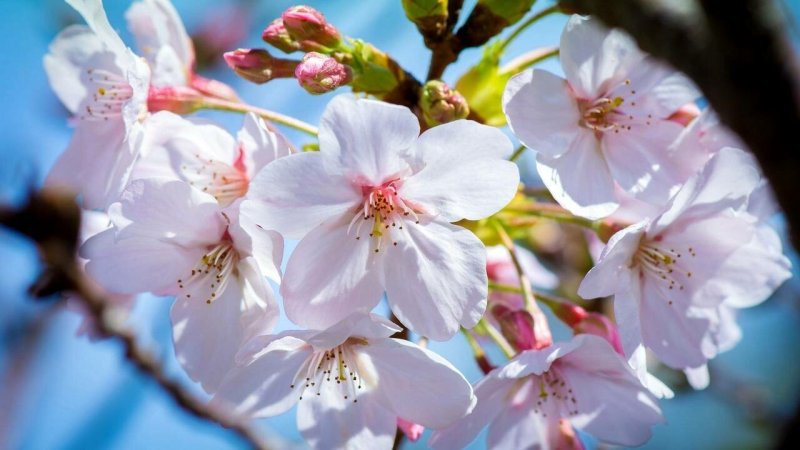 Черешня Сакура