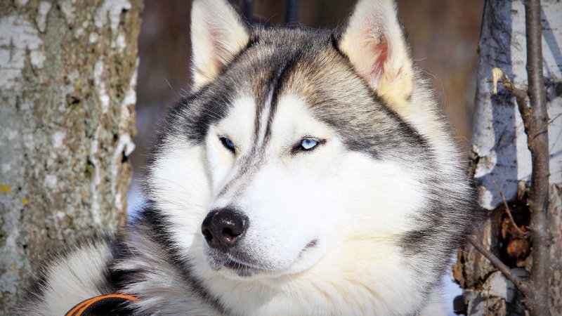 Аляскинский маламут