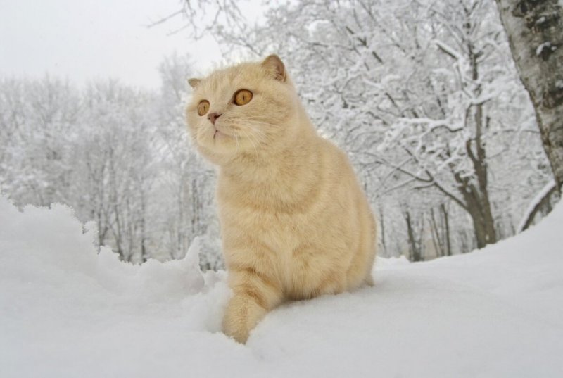 Зимний кот