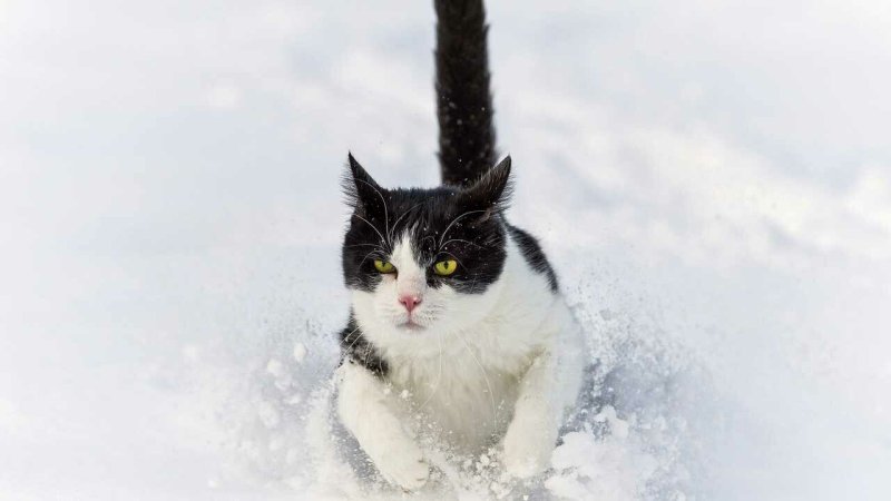 Снежный кот