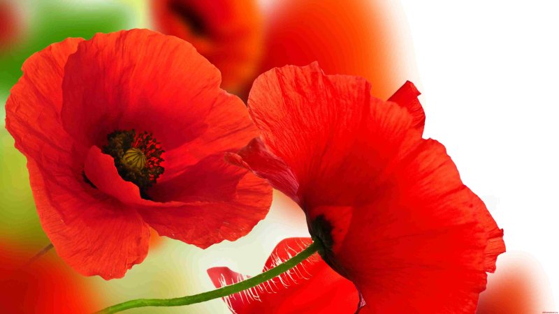 Красивые маки