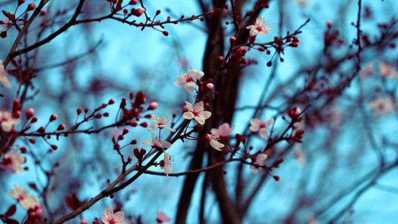 Красивые ветки деревьев